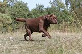 LABRADOR 078
